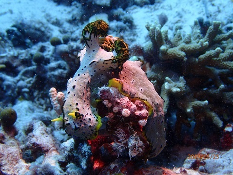 d0363174_21193105.jpg