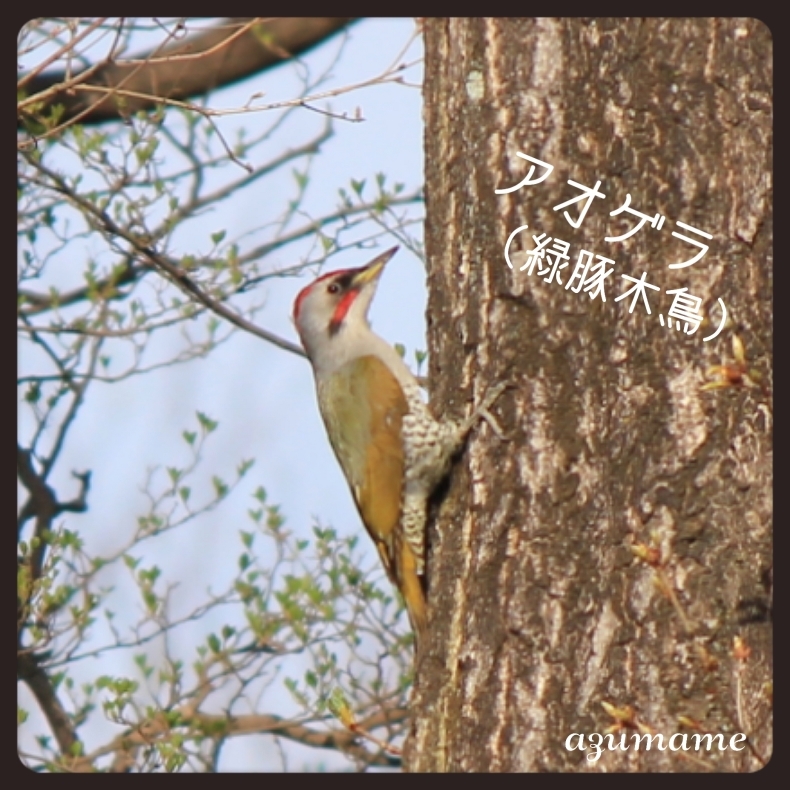 私の野鳥図鑑 庭と雑木林 キルトとステッチ時々にゃんこ