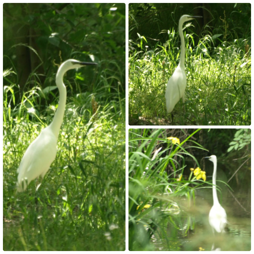 『河跡湖公園の柳絮(リュウジョ)や痩靫(ヤセウツボ)』_d0054276_20501510.jpg