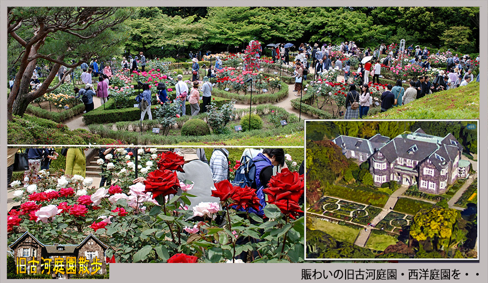 旧古河庭園 賑わいの西洋庭園を デジカメ散歩写真 旧古河庭園 賑わいの西洋庭園を デジカメ散歩写真