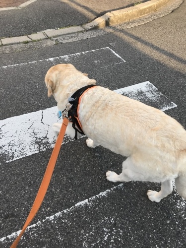 f0315081_23124817.jpeg