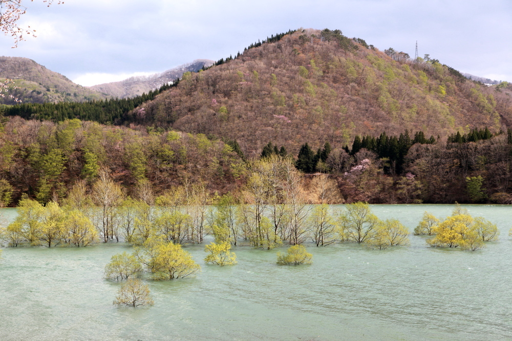 西和賀町　錦秋湖に沈む新緑　その３_e0165983_10010351.jpg