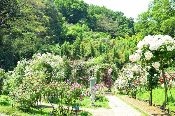 生田緑地ばら苑にてボランティアガイドをさせて頂きます。_d0099791_22451015.jpg