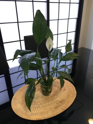 真夏日、怠惰な1日_f0347891_23204609.jpeg