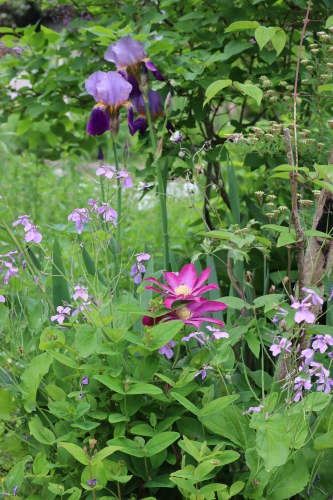 アルバムの整理     5月の庭アヤメ科の花_f0339293_08560852.jpg