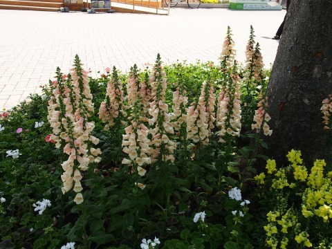 c0117007_21240657.jpg