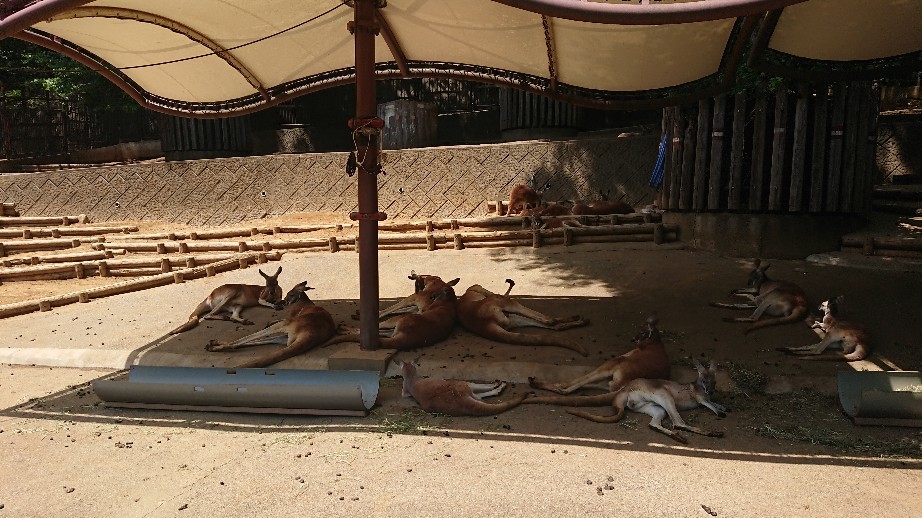 5/26 ウォーキング大会@多摩動物公園_b0042308_14535316.jpg