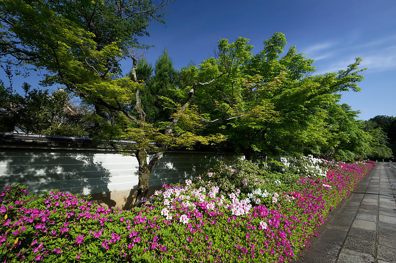 初夏の花巡り・平戸躑躅 妙満寺_f0032011_21231104.jpg