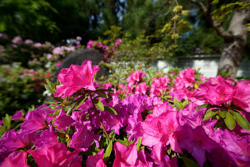 初夏の花巡り・平戸躑躅 妙満寺_f0032011_21231128.jpg