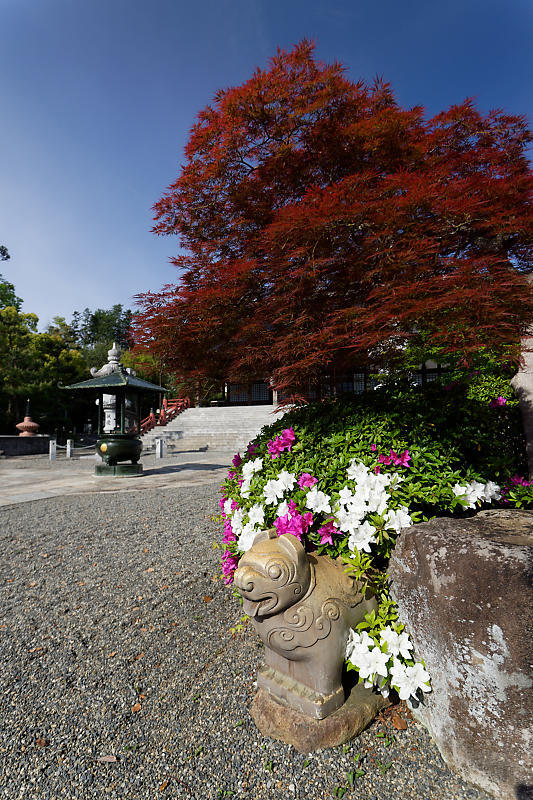 初夏の花巡り・平戸躑躅 妙満寺_f0032011_21231145.jpg