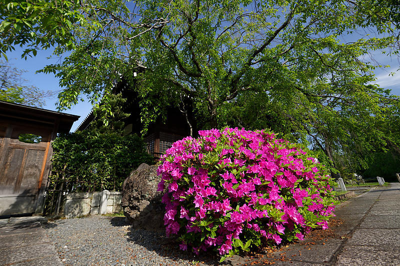 初夏の花巡り・平戸躑躅 妙満寺_f0032011_21231183.jpg