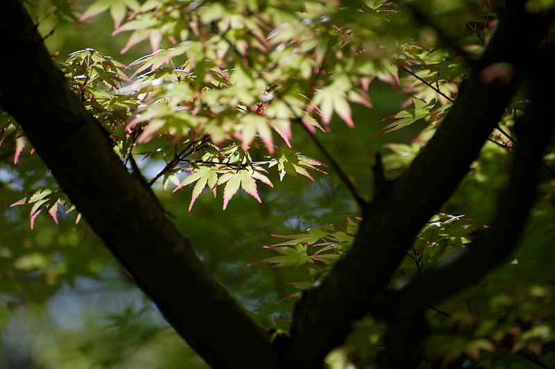 初夏の花巡り・平戸躑躅 妙満寺_f0032011_21231188.jpg