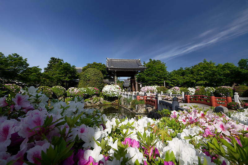 初夏の花巡り・平戸躑躅 妙満寺_f0032011_21231274.jpg