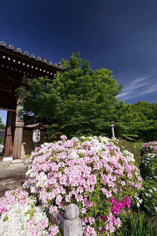 初夏の花巡り・平戸躑躅 妙満寺_f0032011_21231280.jpg