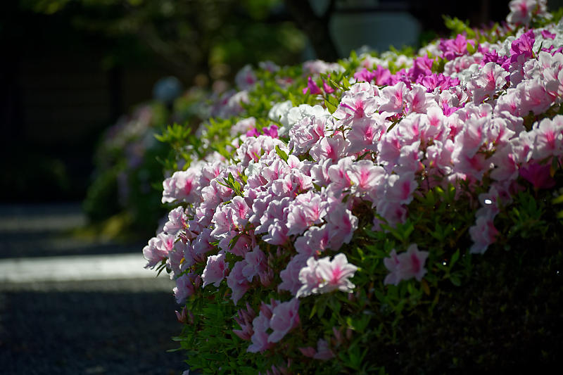 初夏の花巡り・平戸躑躅 妙満寺_f0032011_21262422.jpg