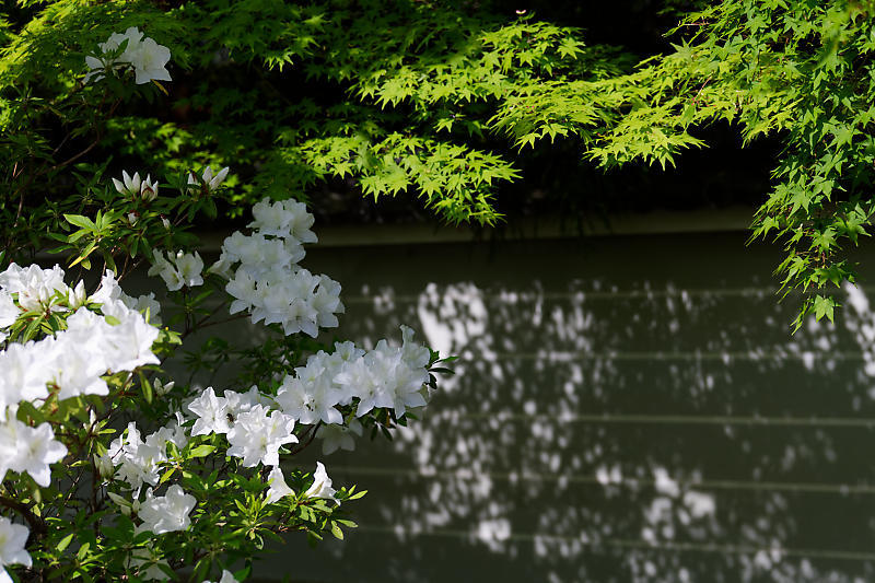 初夏の花巡り・平戸躑躅 妙満寺_f0032011_21262501.jpg