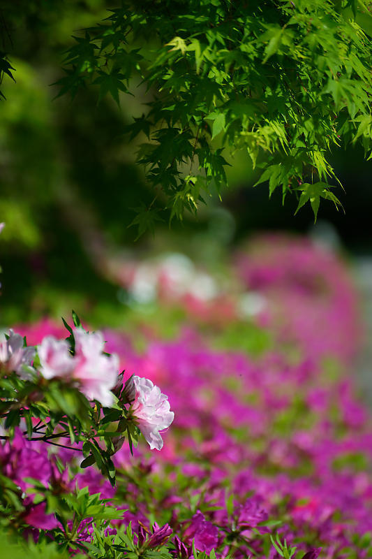 初夏の花巡り・平戸躑躅 妙満寺_f0032011_21262562.jpg
