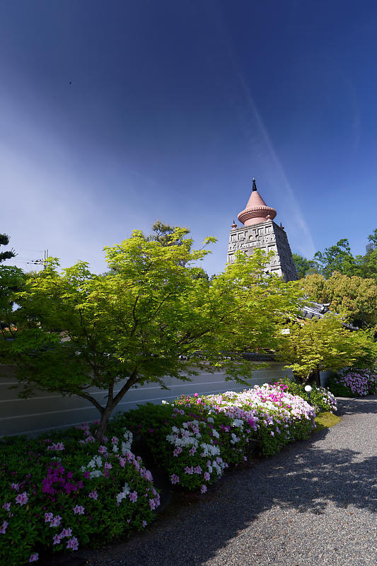 初夏の花巡り・平戸躑躅 妙満寺_f0032011_21262594.jpg