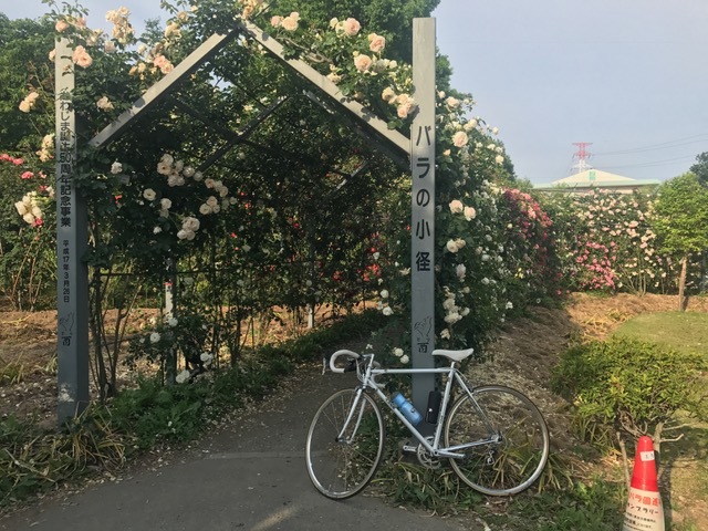 川島町バラの小径_d0130714_16541232.jpg