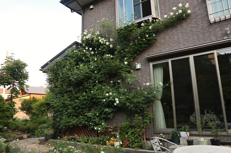 うるいの苗 植え終わりました。_f0067514_20332809.jpg