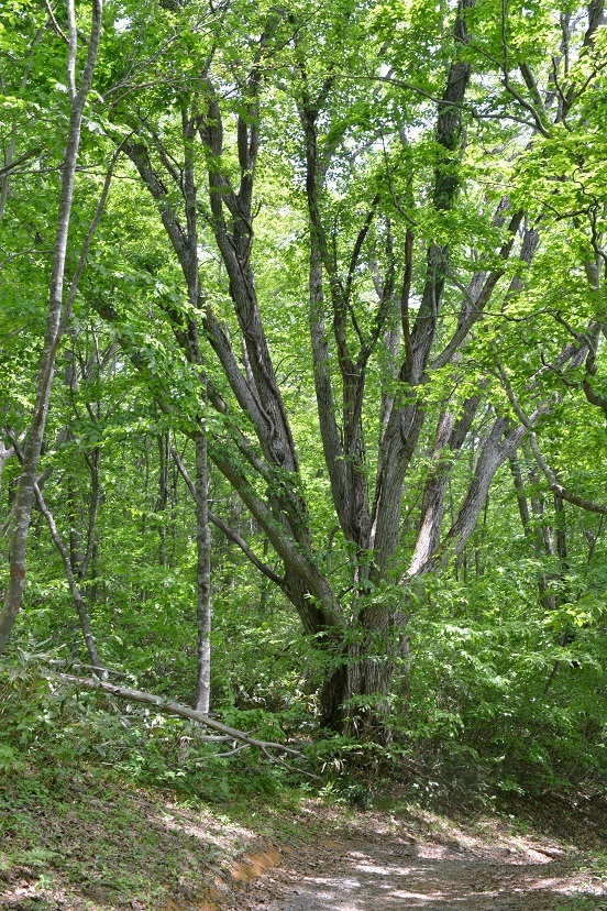 e0349817_22265686.jpg