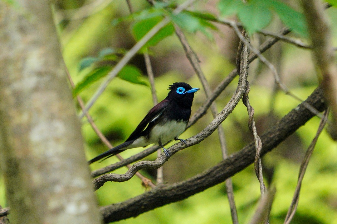 サンコウチョウ_b0404522_20222252.jpg