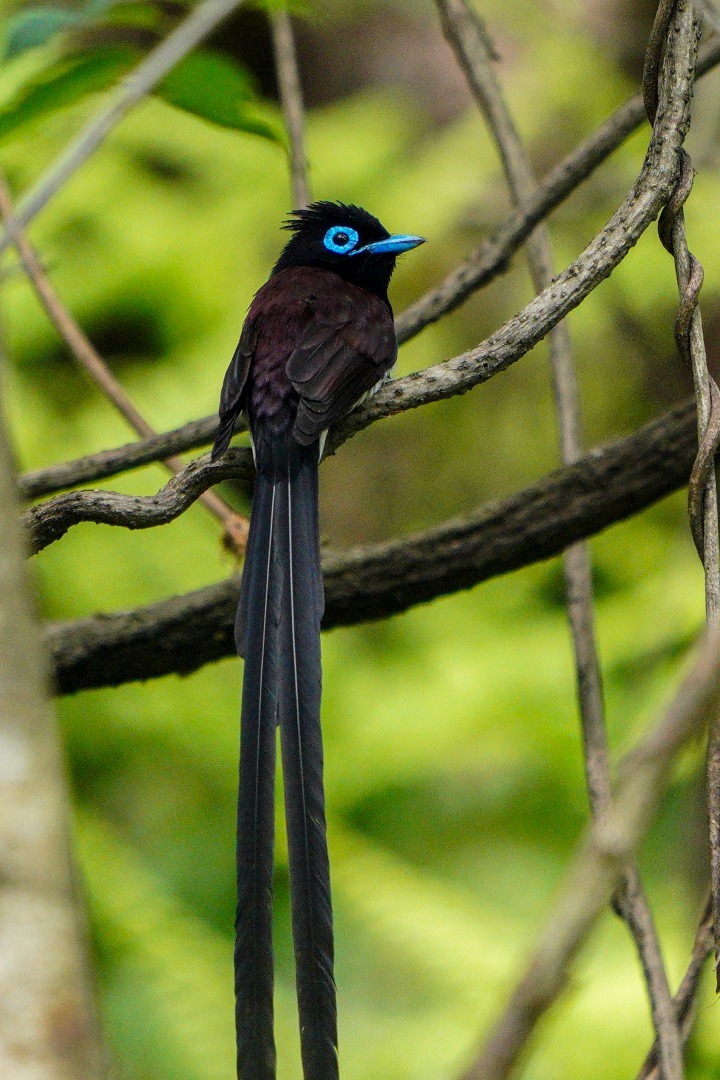 サンコウチョウ_b0404522_20222273.jpg