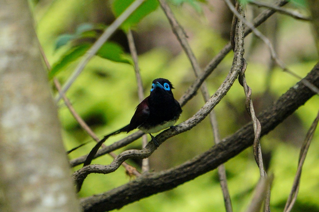 サンコウチョウ_b0404522_20222353.jpg