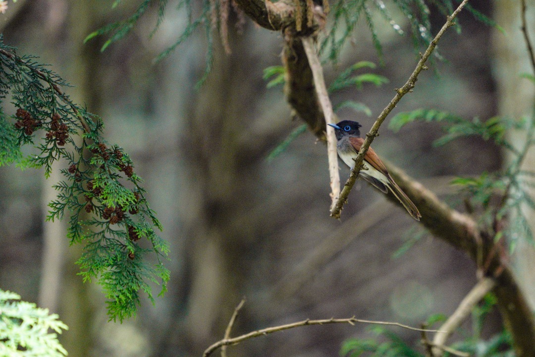 サンコウチョウ_b0404522_20222371.jpg