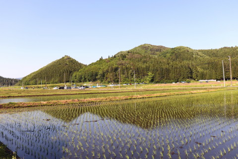 十ノ瀬藤の郷の藤の花(大館市)*2019.05.25_b0147224_14171558.jpg