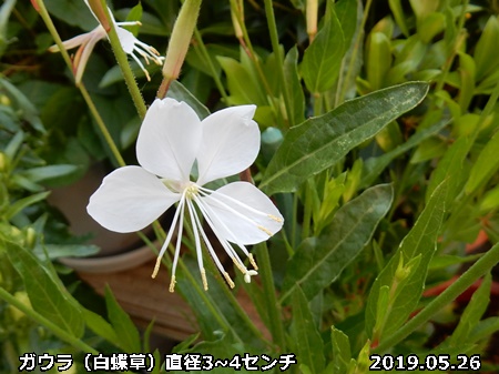 e0033229_12261363.jpg