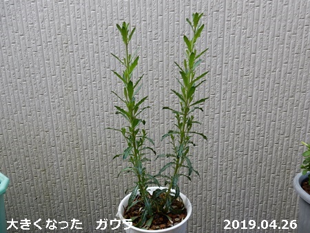 e0033229_131073.jpg