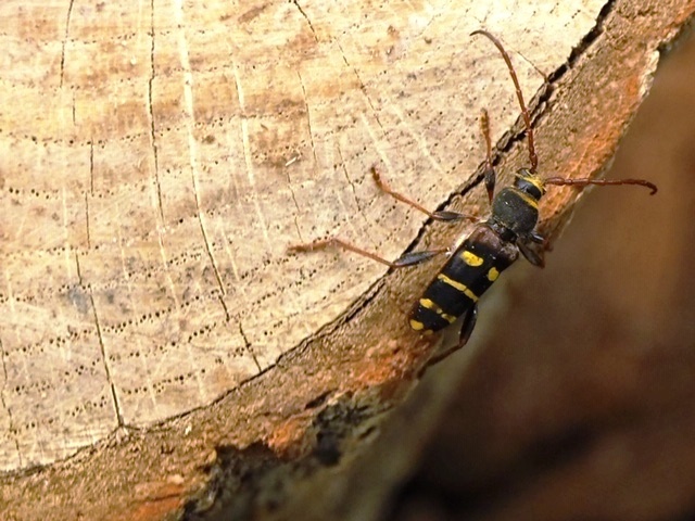 f0177529_19092641.jpg