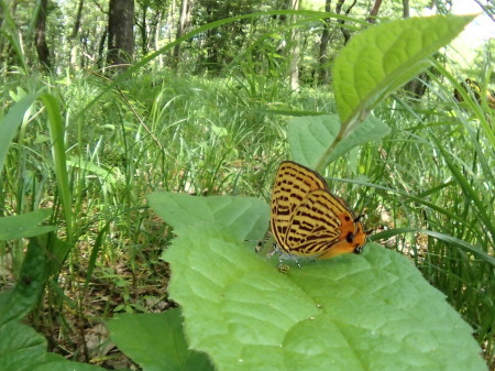 c0353632_15543517.jpg