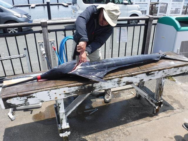 浜名湖にマカジキ揚がる_f0009039_19461835.jpeg
