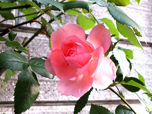 薔薇、みっつ_e0413146_16411952.jpg