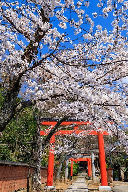 桜咲く京都2019　鳥居の合間に（竹中稲荷）_f0155048_2051433.jpg