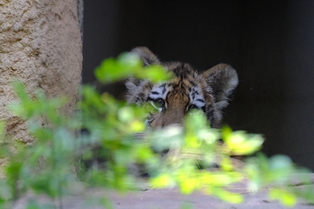 ショウヘイ君　初めまして_d0356852_19075500.jpg