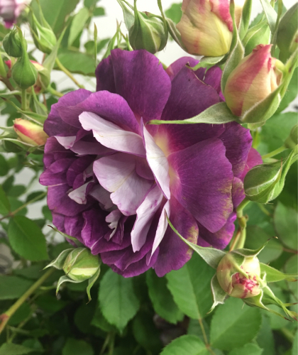 薔薇の名前 紫の薔薇のひと 森山 恵 詩のページ Poesia Poesia