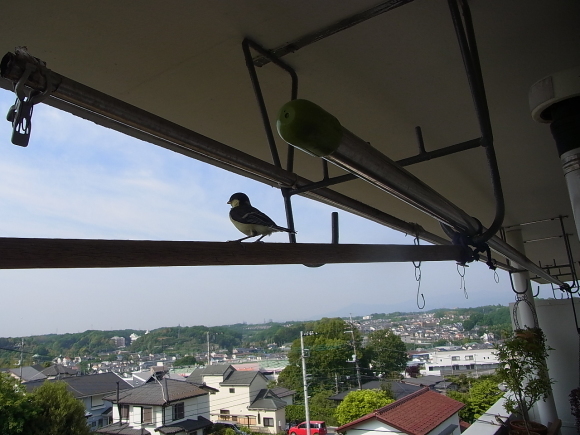 本日の営業について_f0303067_17280156.jpg