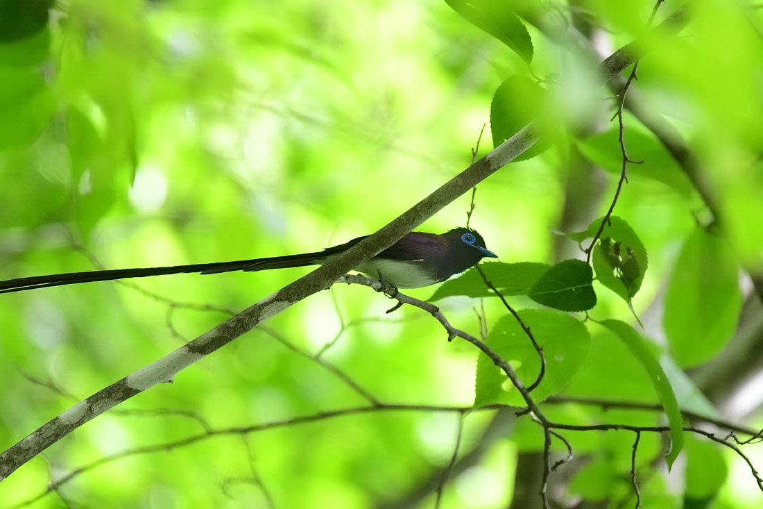 サンコウチョウ_f0053272_21213195.jpg