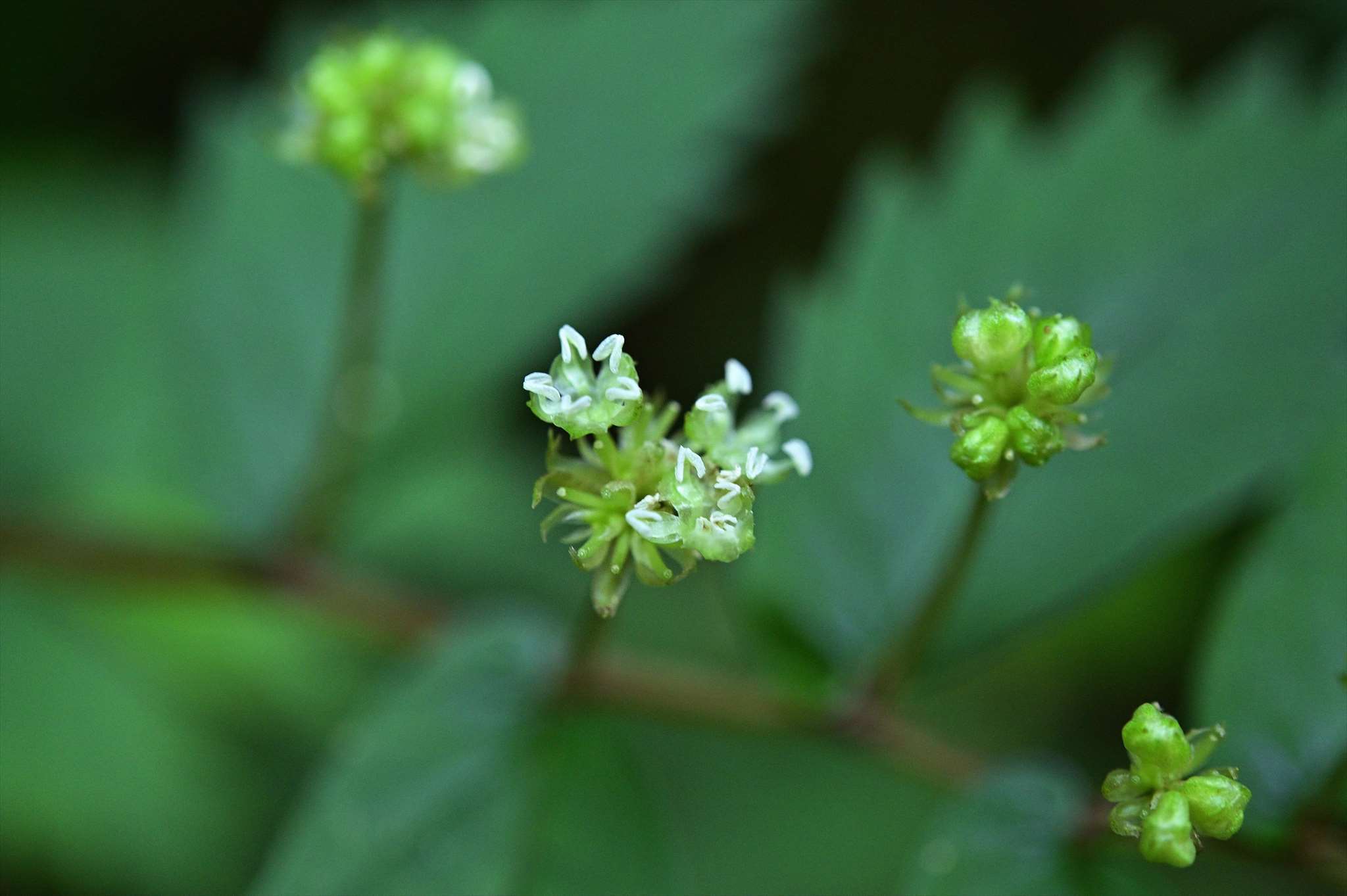 高尾山の花 エビネなど 野の花山の花ウォッチング In 奥多摩