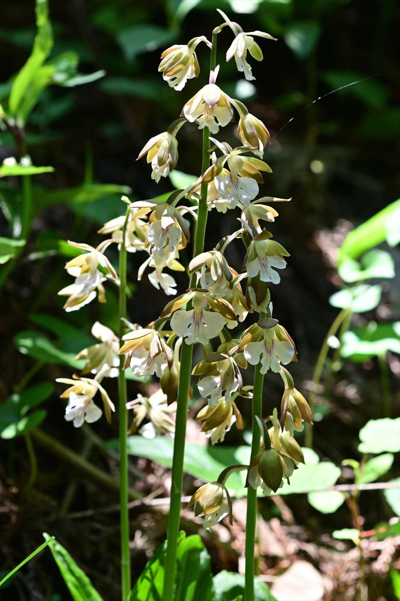 高尾山の花 エビネなど 野の花山の花ウォッチング In 奥多摩