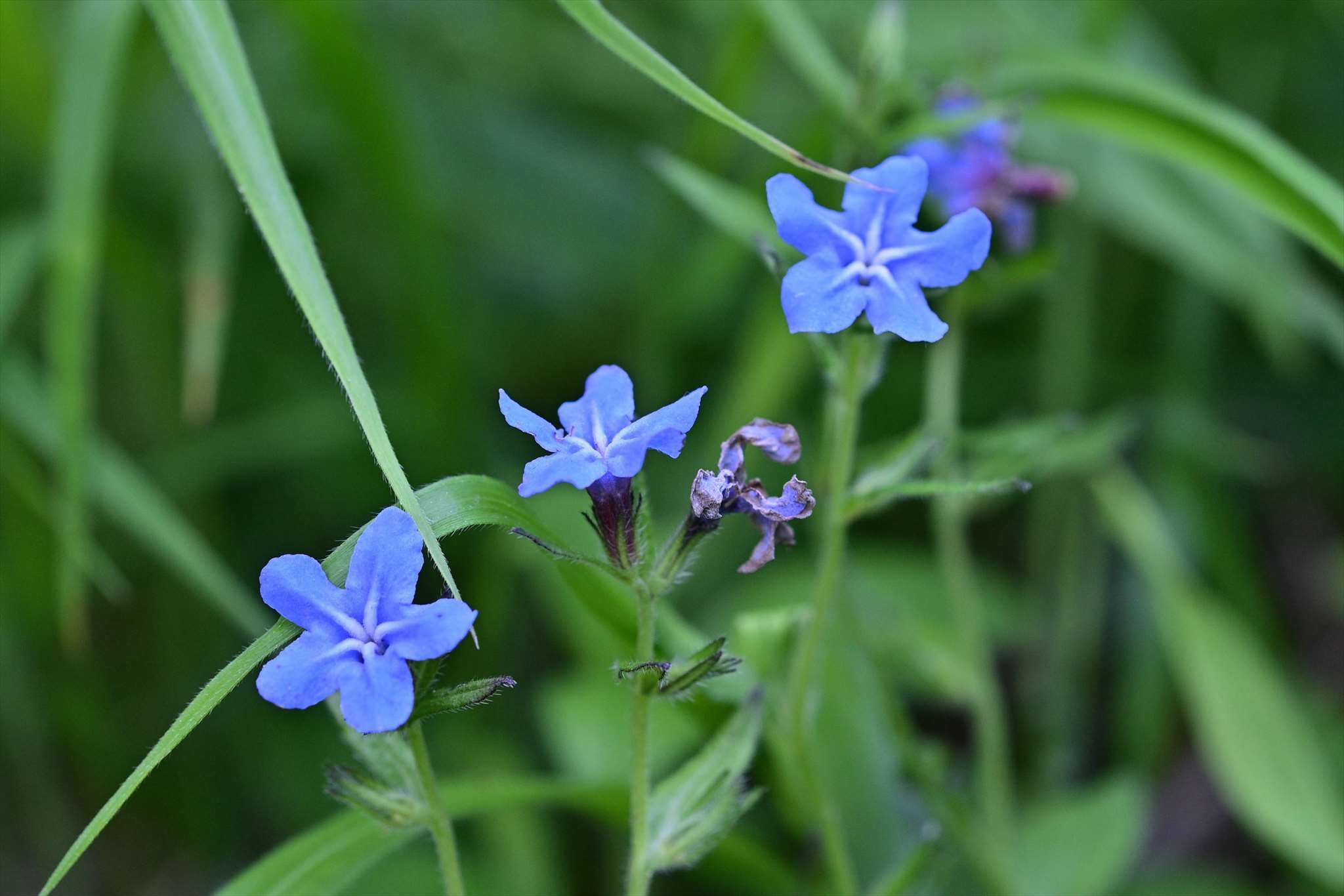 高尾山の花 ～ エビネなど_d0328977_16141465.jpg