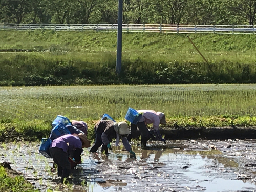 映画「どこかに美しい村はないか」ばっちゃの田植えが素晴らしい!_a0053480_04195349.jpg