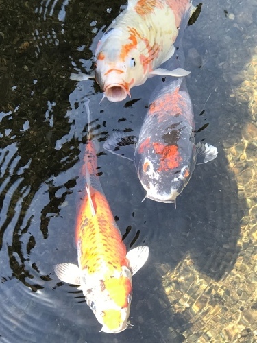 c0340786_21070591.jpeg