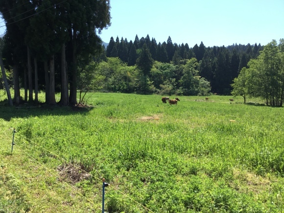d0356192_12521847.jpeg