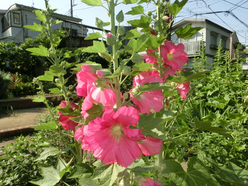 午後のデートです。今日も快晴。_e0159192_20162592.jpg