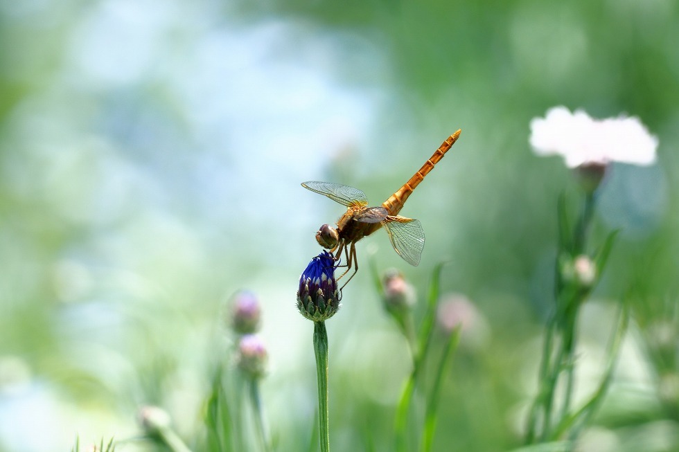 昭和記念公園のお花_e0348392_16463049.jpg