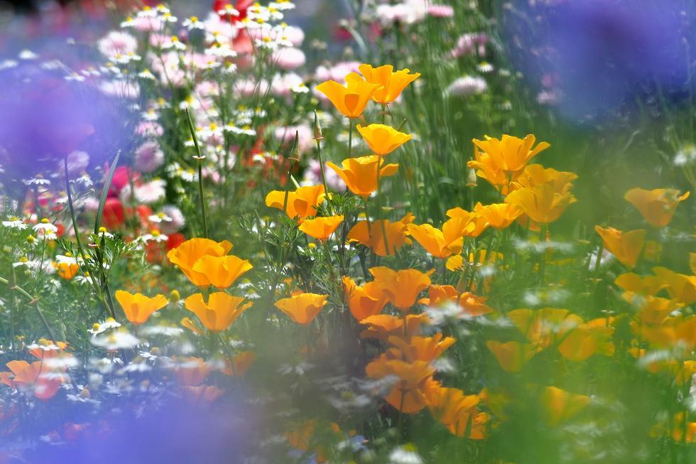昭和記念公園のお花_e0348392_16470445.jpg